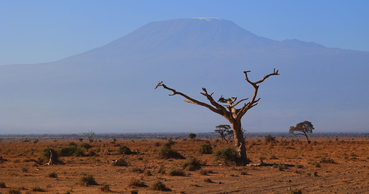 Mount Kilimanjaro rising above the savanna beyond a lone acacia tree